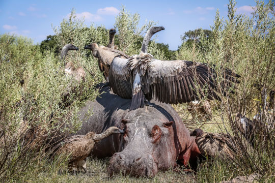 Gieren & Nijlpaard, Botswana