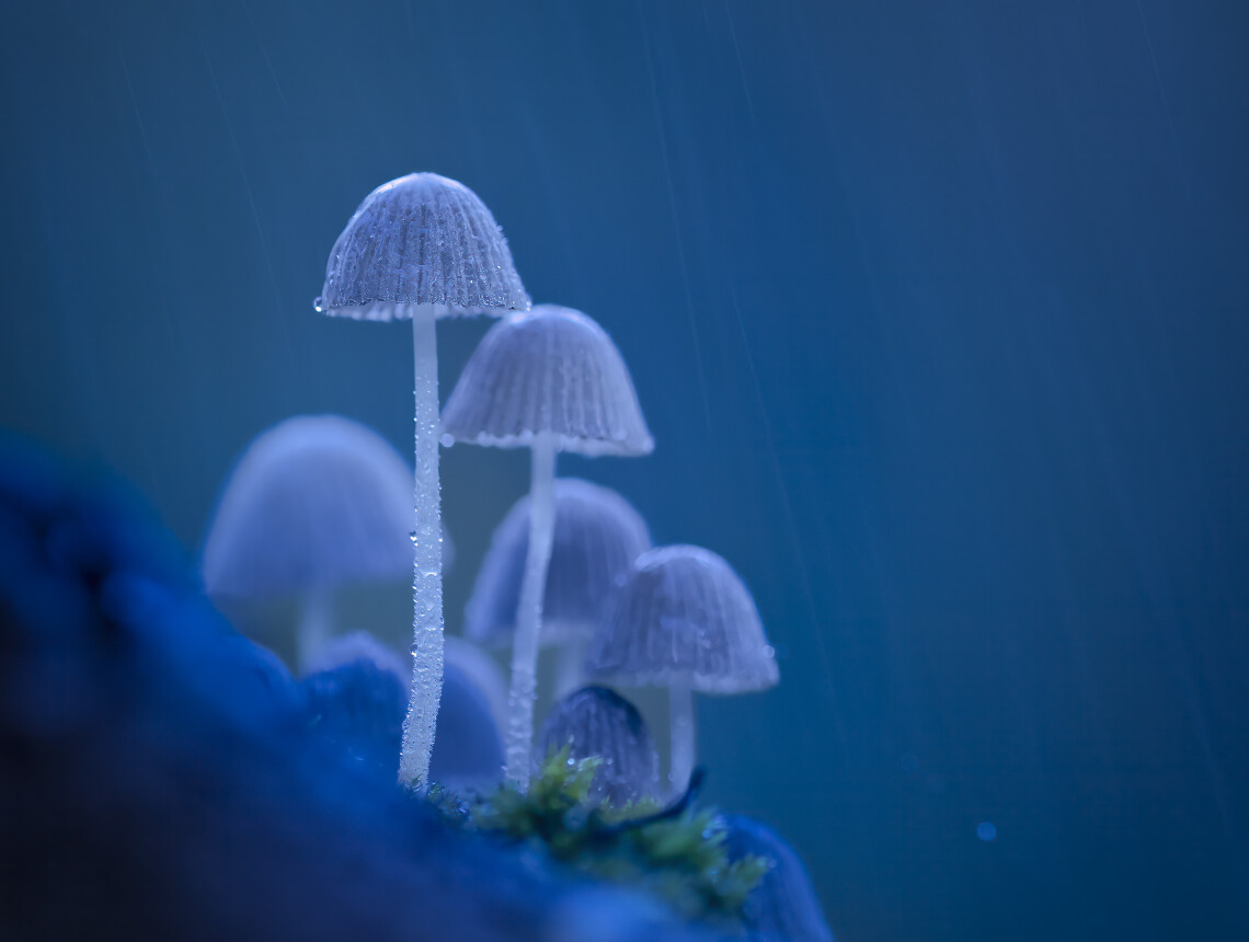 Macrofotografie
