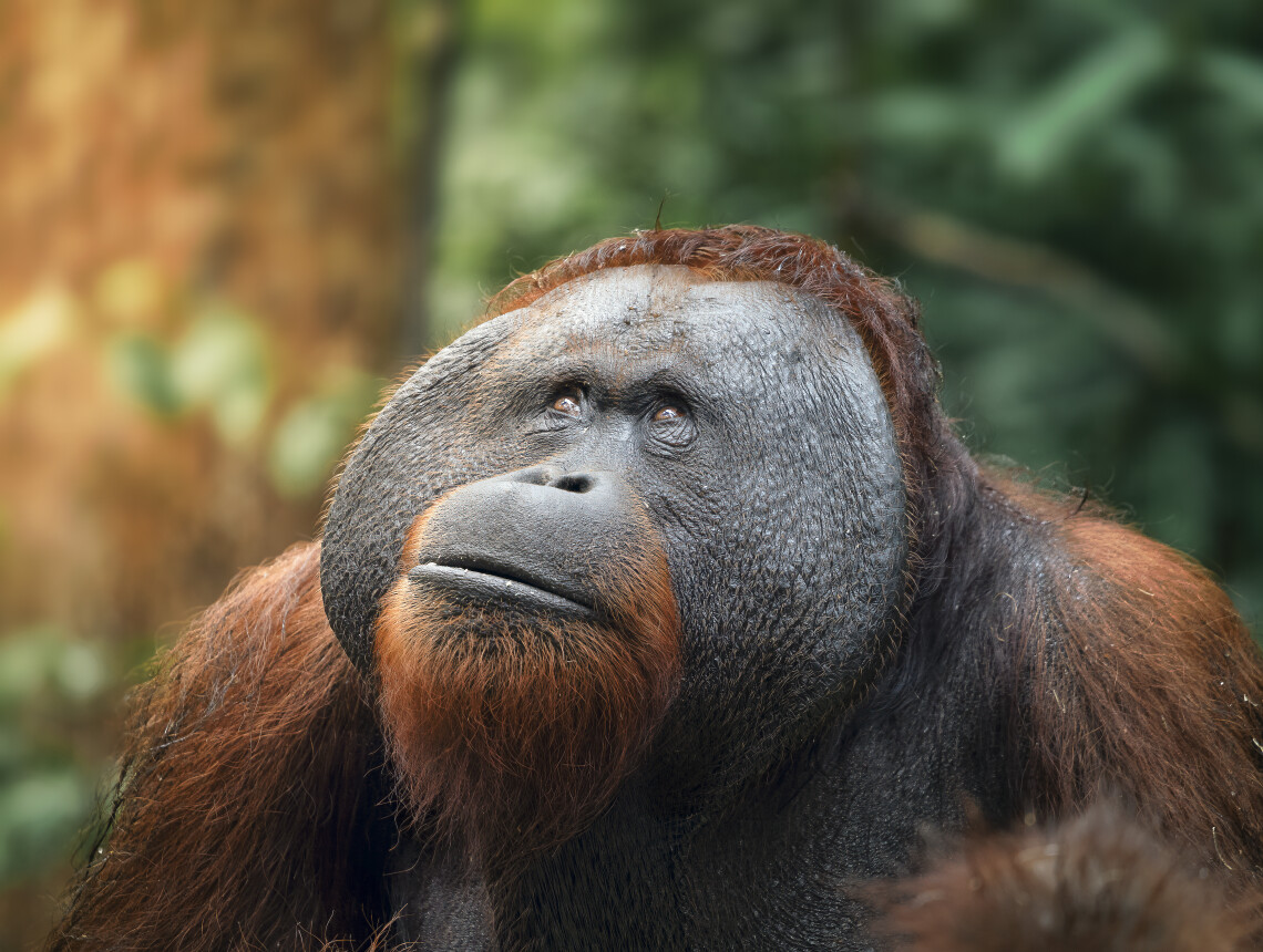 Wildlife fotografie