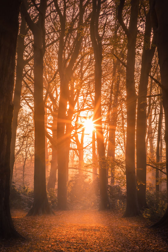 Haagse Bos, Den Haag - 100% Den Haag