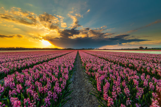 De Keukenhof, Lisse