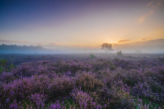 Zuiderheide, Hilversum