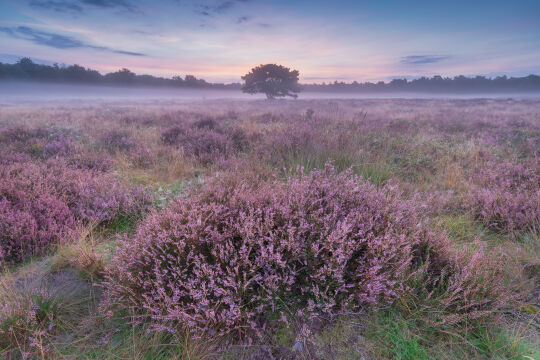 Hoornboegse Heide - Hilversum