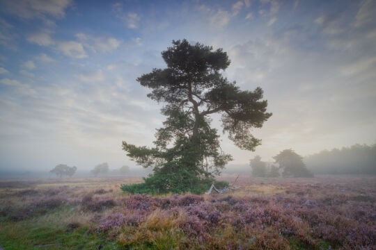 Hoornboegse Heide - Hilversum