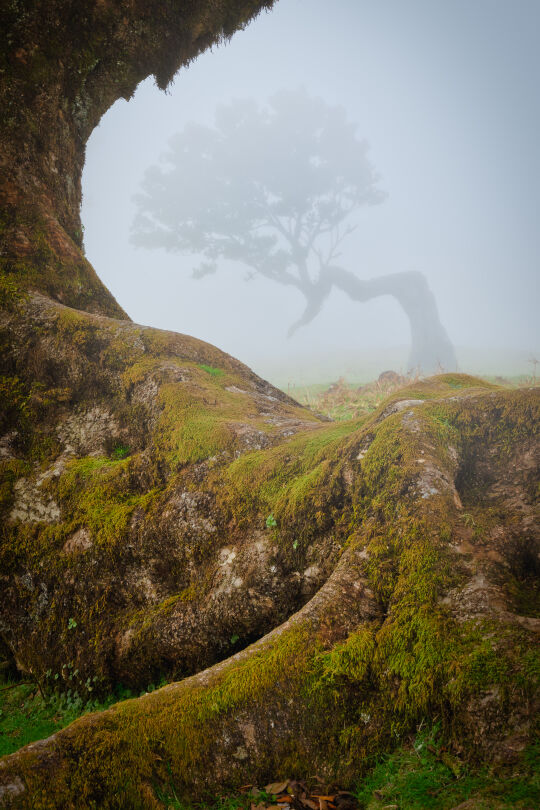 Madeira, Fanal Forest