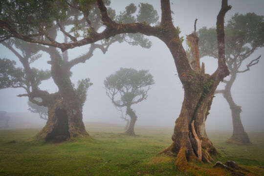 Madeira, Fanal Forest