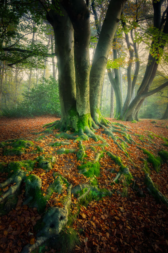 Kaapse Bossen, Doorn