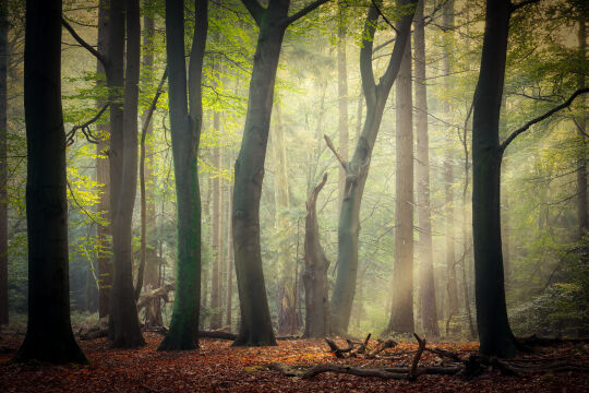 Kaapse Bossen, Doorn