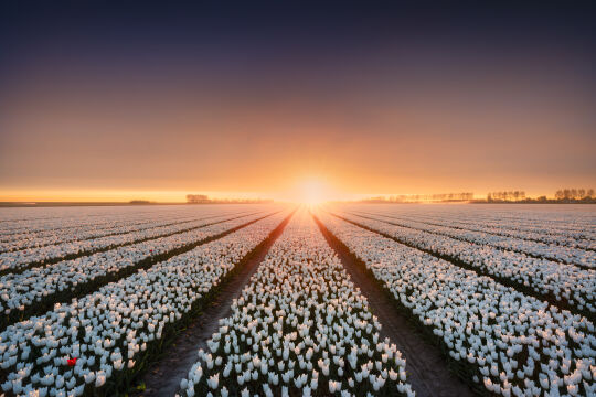 Dirksland, Goeree-Overflakkee