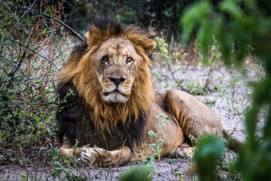 Leeuw, Botswana