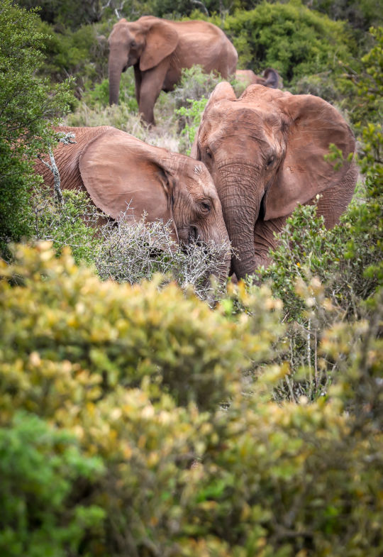 Olifanten, Tanzania