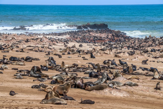 Zeeleeuwen, Namibie