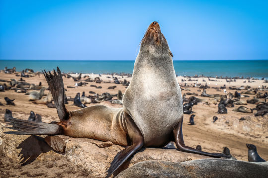 Zeeleeuwen, Namibie