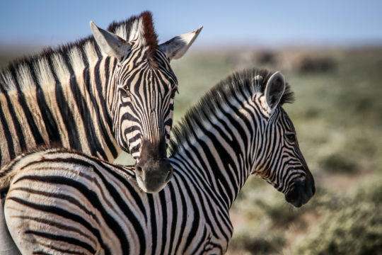 Zeebra, Namibie