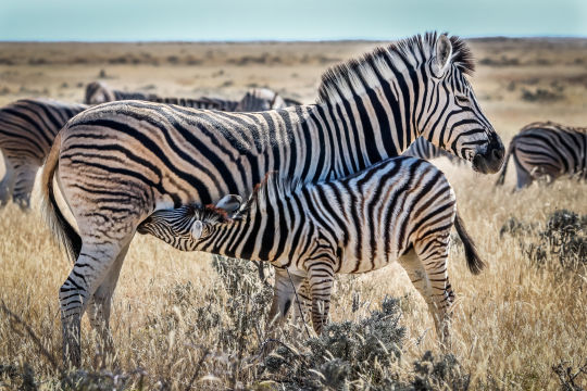 Zeebra, Botswana