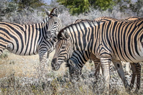 Zeebra, Namibie