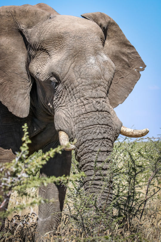 Olifant, Botswana