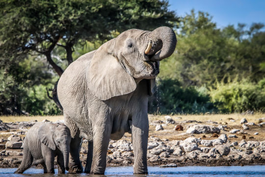 Olifant, Namibie