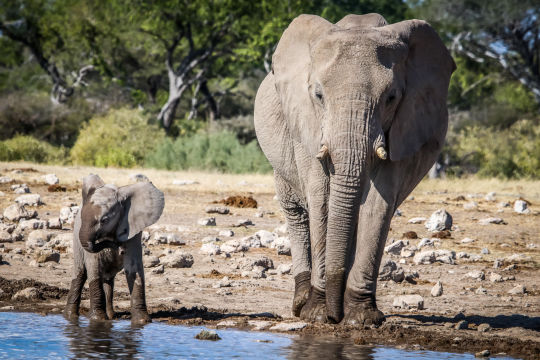 Olifant, Namibie