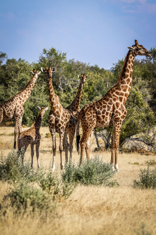 Giraffen, Namibie