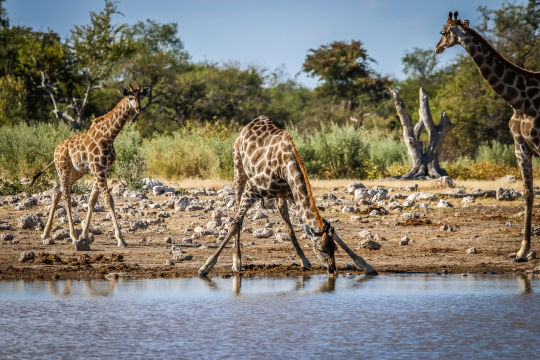 Giraffen, Namibie