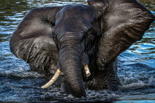 Olifant, Botswana