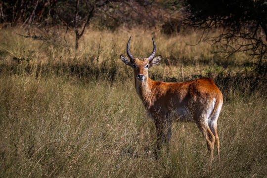 Red Lechwe, Namibie