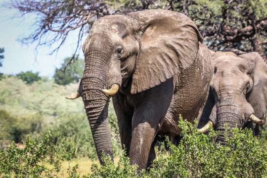 Olifant, Botswana