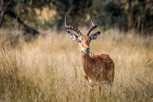 Impala, Namibie