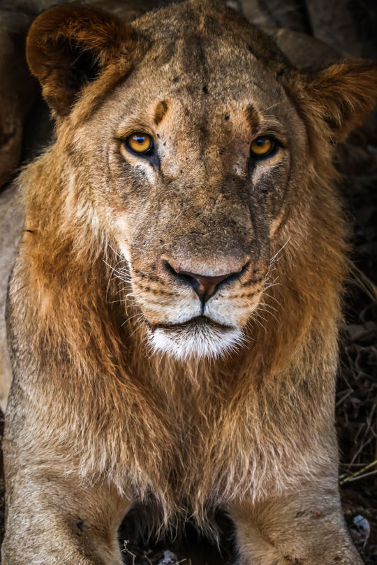 Leeuw, Botswana