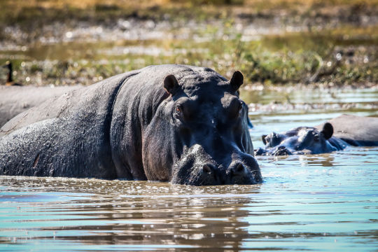 Nijlpaard, Botswana