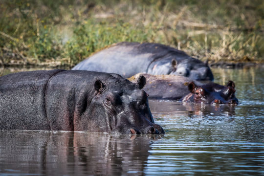 Nijlpaarden, Botswana