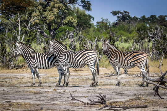 Zeebra, Botswana