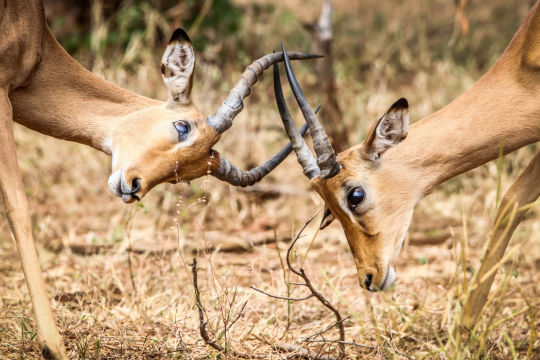 Imapala's, Namibie