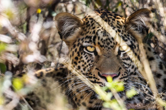 Luipaard, Botswana