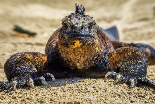 Zeeleguaan, Galapagos Eilanden
