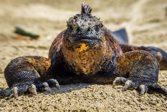 Zeeleguaan, Galapagos Eilanden