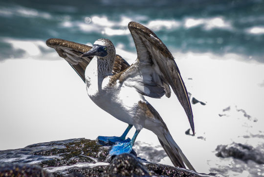 Blauwvoetgent, Galapagos Eilanden