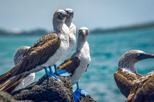 Blauwvoetgent, Galapagos Eilanden