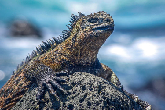 Zeeleguaan, Galapagos Eilanden