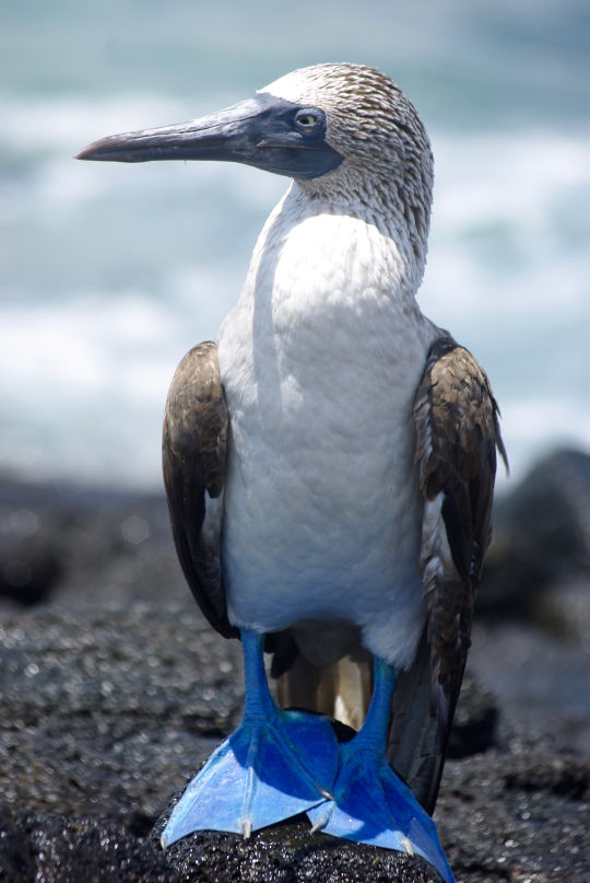 Blauwvoetgent, Galapagos Eilanden