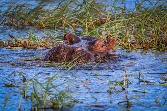 Nijlpaarden, Botswana