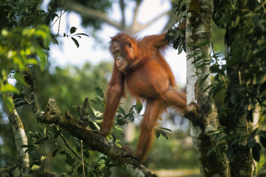 Orang-Oetang, Kalimantan