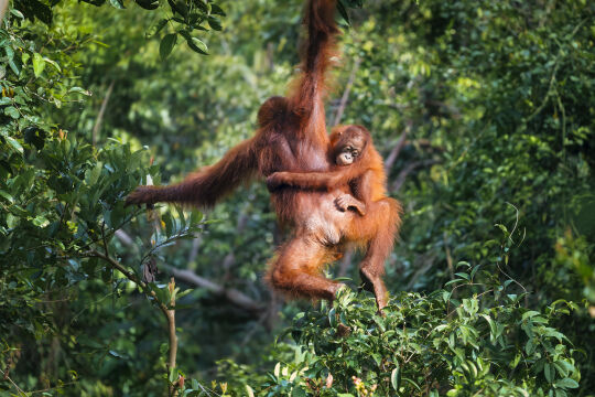 Orang-Oetang, Kalimantan