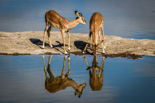 Imapala's, Namibie