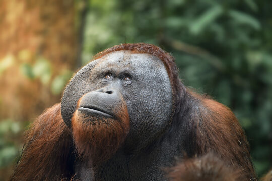 Orang-Oetang, Kalimantan