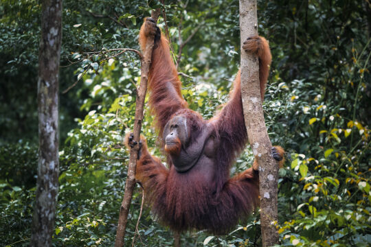 Orang-Oetang, Kalimantan