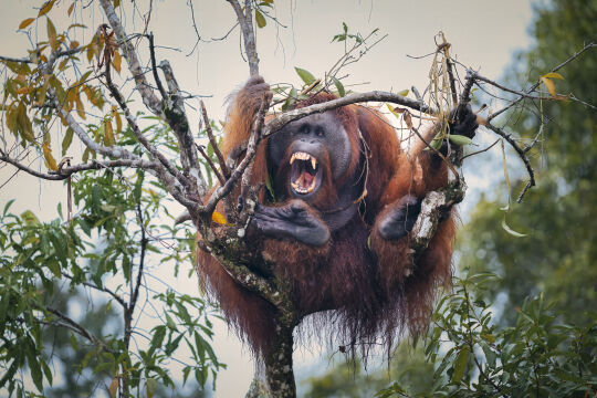 Orang-Oetang, Kalimantan