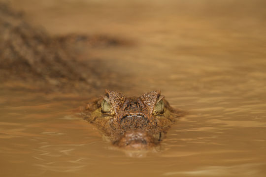 Kaaiman, Ecuador