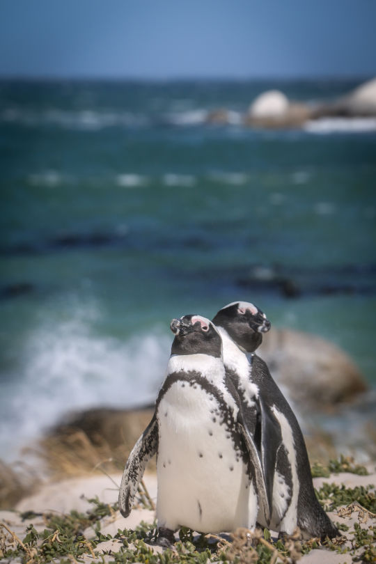 Pinguïns, Zuid Afrika